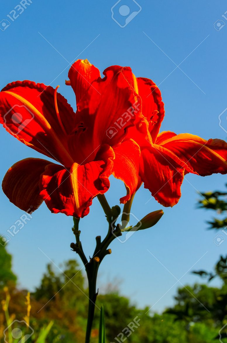 lavadero lily 1